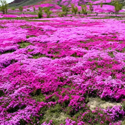 Vista 8 de Semillas de Phlox rastreras para plantar, 1020 piezas de semillas de flores perennes enanas rastreras Phlox plantas de cobertura del suelo, sin OMG