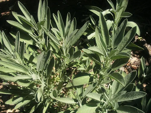 Vista 3 de Salvia officinsalis Jardín Sage - 30 Semillas