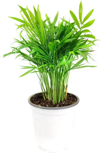 Vista 24 de Alocasia Bambino (maceta cultivadora de 4 pulgadas) - Planta de interior con poca luz y saludable - Planta de interior de interior fácil de cuidar