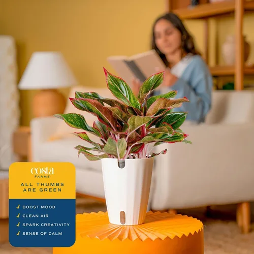 Vista 5 de Costa Farms Perenne China Roja Planta Viva de Interior, Planta de Casa de Fácil Cuidado en Maceta Decorativa Moderna, Excelente Regalo
