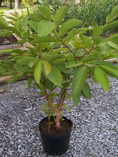 Vista 2 de 15 semillas Guayaba Común (Psidium Guajava) Árbol Frutal