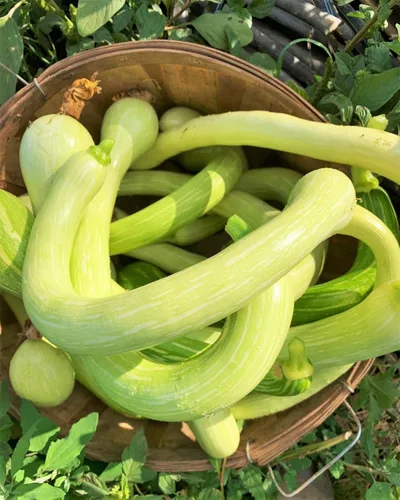 Vista 6 de TomorrowSeeds - Semillas de calabaza Tromboncino - Más de 30 unidades - para plantar 2026 Zuchetta Rampicante Trombetta Tromboncino Calabacín