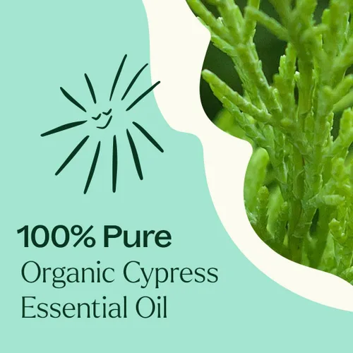 Vista 5 de Plant Therapy Aceite esencial de ciprés orgánico 10 mL (1/3 oz), 100% puro, sin diluir, aromaterapia natural para aliviar la congestión y piel clara