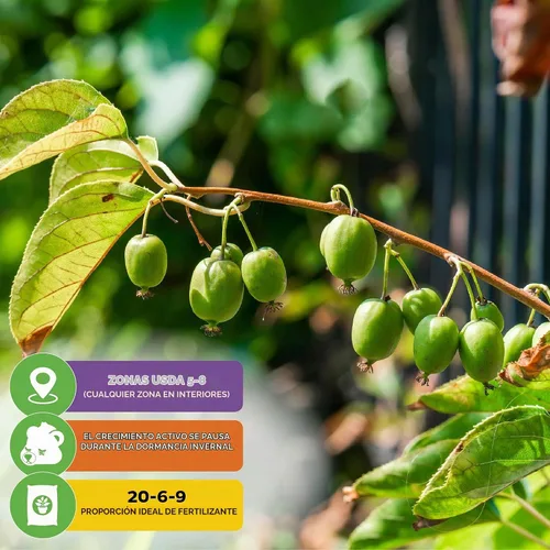 Vista 5 de Wellspring Gardens - Planta viva Issai Kiwi Vine (paquete de 1)