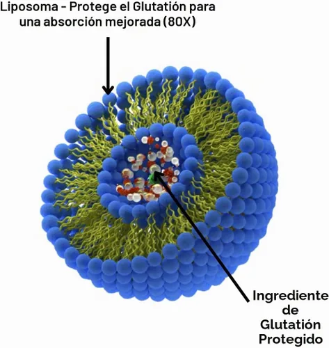 Vista 6 de Research Labs Suplemento de glutatión liposomal con Gluta-IV™, absorción mejorada 100x sobre glutatión en polvo. 2 Fer 1 anuncio, 120 cápsulas