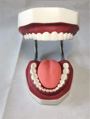 Vista 3 de QTMY Modelos dentales anatómicos grandes 1:6 - Modelo de higiene oral de enseñanza del dentista