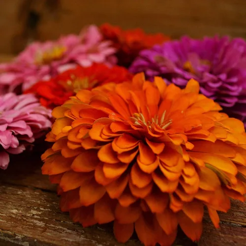 Vista 2 de Dahlia - Mezcla de zinnia florecida, 100 semillas, variedad de reliquia y polinización abierta, atrae mariposas y colibríes, semillas de flores sin