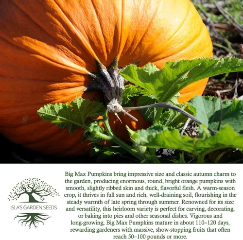Vista 6 de Semillas de calabaza gigante Big Max (Cucurbita Maxima) – 10 semillas sin OMG y reliquias, cultiva calabazas masivas de 100 libras + más, divertida