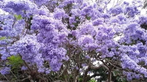 Vista 2 de Semillas de árbol de Jacaranda, Jacaranda Mimosifolia, magníficas flores azul lavanda