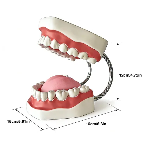 Vista 3 de Modelo de dientes estándar dental Seis veces Modelos de enseñanza dental Ampliación Modelo de boca completa Typodont Demostración