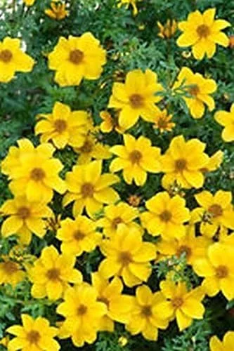 Vista 2 de Caléndula del pantano - Las flores brillantes de oro amarillo volverán a sembrar (25 - Semillas)