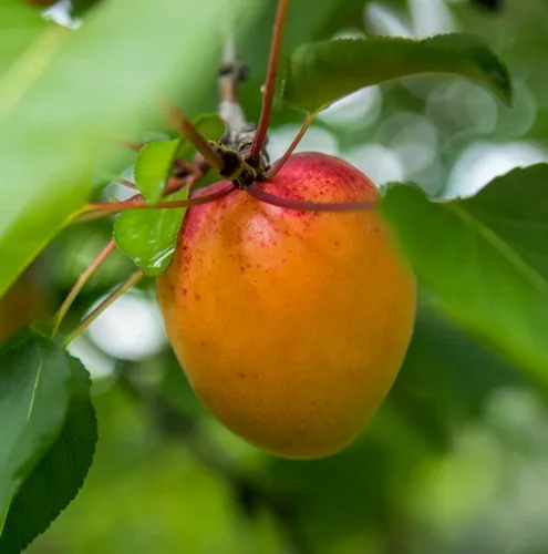 Vista 8 de Aceite de almendra de albaricoque, directo de España y Turquía, aceite portador 100% puro para cabello, cara y piel, aceites portadores prensados