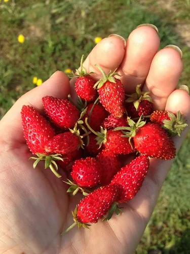 Vista 2 de Más de 100 Semillas Alpine Strawberry Baron Solemacher Everbearing - Rojo Fruta