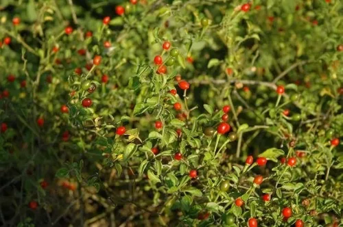 Vista 2 de Chiltepin Chiltepin de 8 onzas de calidad premium – Chiltepin de Sonora, estilo mexicano – 8oz