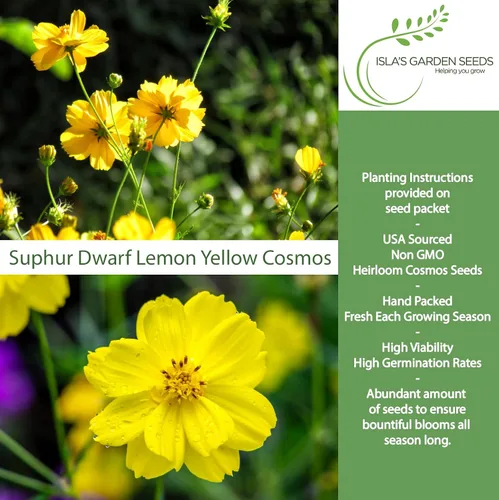 Vista 2 de Semillas de flores de cosmos enano de azufre "amarillo limón" para plantar, más de 100 semillas de reliquia por paquete, semillas sin OMG
