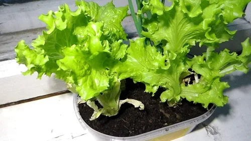 Vista 2 de Semillas de interior lechuga verde herencia vegetal para plantar semillas sin OMG 1000
