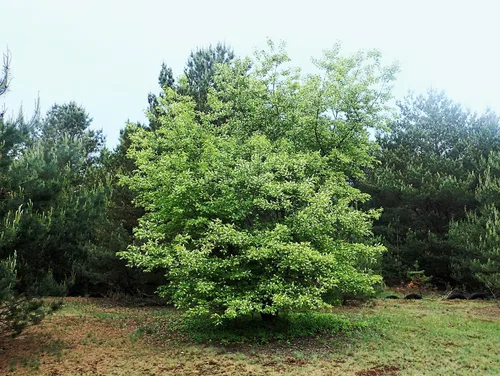 Vista 5 de Cerezo Negro Silvestre Semillas Premium Prunus serotina 'Fall' Plants'® (Premium Seeds, 5)