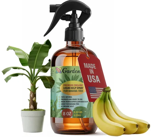 Vista 12 de GARDENERA Spray orgánico profesional de algas marinas para plantas AGLAONEMA – 8 oz – Rocío fertilizante de algas marinas y algas marinas totalmente