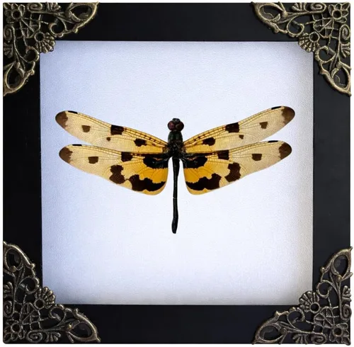 Vista 52 de 2 Real Dragonfly Specimens Shadow Box Framed Insect Display Oddities Curiosities Entomology Collection Natural History Wall Decor Gift for Nature