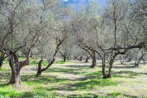 Vista 8 de Liokareas Aceite de oliva de ajo - Griego - Orgánico - Sin OMG - Sin gluten - Paleo - Keto - Fuente única - Primero prensado - Sin sabor artificial