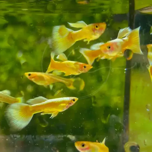 Vista 3 de Swimming Creatures™ Peces de Acuario de Agua Dulce Tropicales Guppy/Platy Reproductores Vivos (4 Machos Guppy Oro 24K de 24 cm)