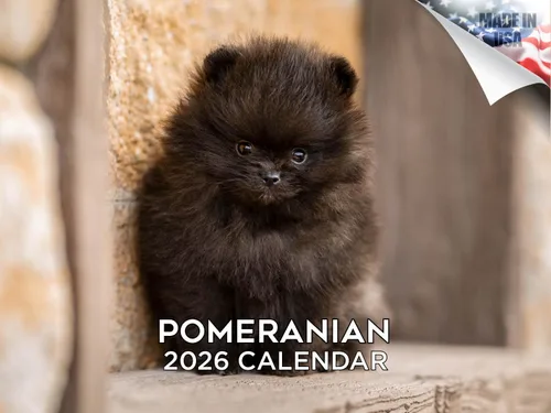 Vista 197 de Calendario de Lebrel Afgano 2025 2026, calendario mensual de pared de raza canina, 12" x 18" abierto, papel grueso sin traspaso, ideal para regalo