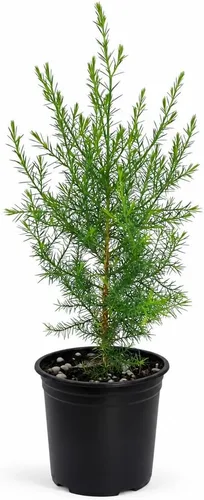 Vista 11 de Southern Red Cedar 1 Live Gallon Size Pot Juniperus Virginiana Silicicola Evergreen Privacy Trees Native Landscape Plants