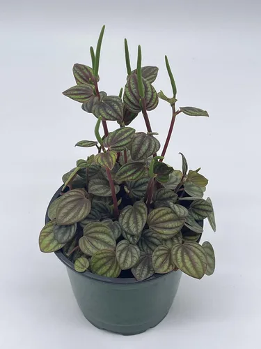 Vista 2 de BubbleBlooms Peperomia Piccolo Banda, albovittata, en una maceta de 4 pulgadas, Pep raro