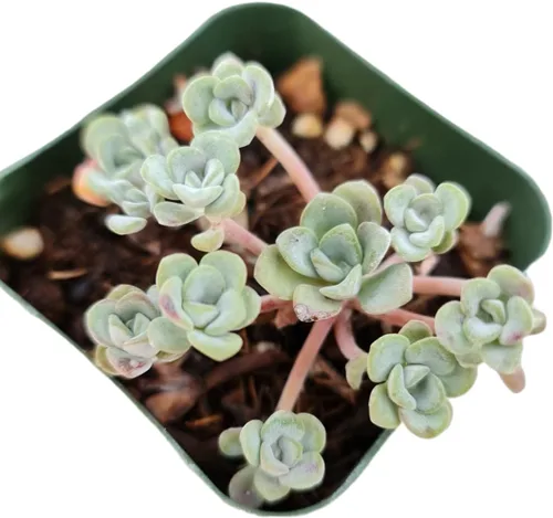 Vista 2 de Plantas suculentas vivas Plantas Sedum (maceta Clavatum de 2")