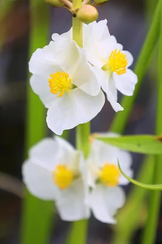 Vista 4 de 500 White Broadleaf Arrowhead Sagittaria Latifolia Pond Wetland Flower Seeds