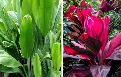 Vista 6 de Troncos de inicio de plantas hawaianas rojas y verdes "Buena Suerte" Ti