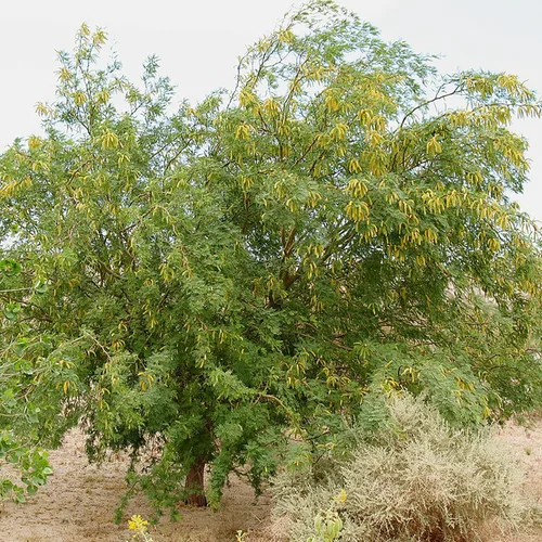 Vista 5 de YEGAOL Garden - 5 semillas de prosopis glandulosa de miel, mezquita glandular, fragante de Algarroba que atrae a las abejas tolerantes al calor