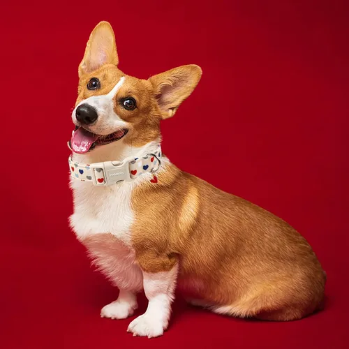 Vista 4 de DOGWONG Collar de perro de San Valentín, collar de perro con estampado de corazones para perros grandes, lindos collares de primavera, hembra