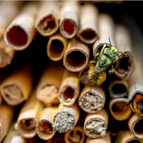 Vista 2 de 100 tubos de abeja de caña, tubos naturales de abeja, repuesto de tubo de abeja, tubos de casa de abejas masón, insertos de cartón, suministros