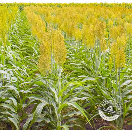 Vista 5 de Hancock Seed Co. Semillas de sorgo WGF, 5 libras.
