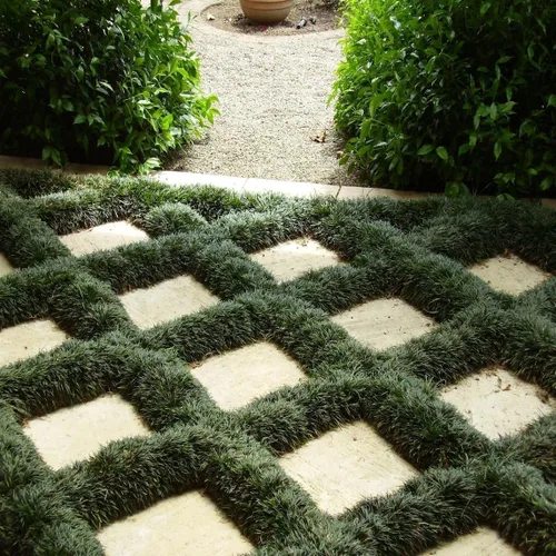 Vista 4 de Hierba mondo enana 72 plantas vivas Ophiopogon Japonicus Nanus Cubierta de suelo de hoja perenne amante de la sombra