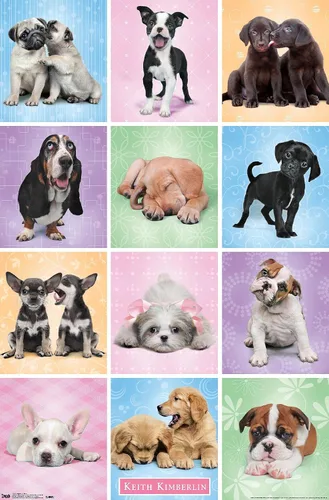 Vista 7 de Trends International Póster de pared Puppies Cuties, 22.375 x 34 Versión con marco negro