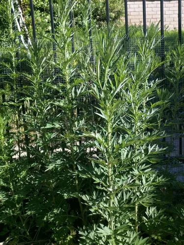Vista 3 de Artemisia Argyi de planta viva/Artemisia Argyi/Hierba de ajenjo plateado