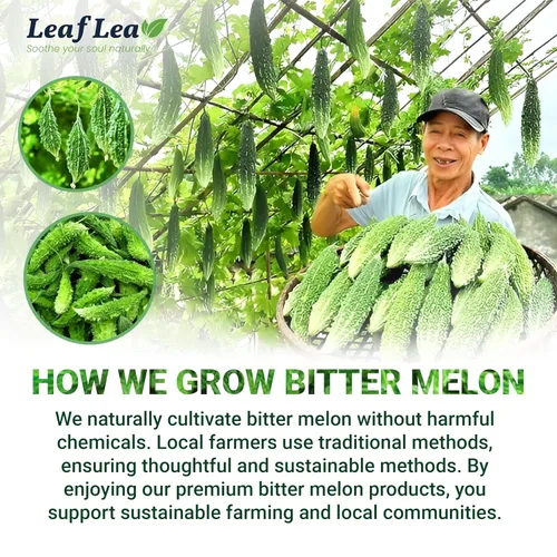 Vista 8 de LeafLea Bolsas de té de melón amargo natural, 40 bolsas de té de hierbas Cundeamor - Té de frutas Melon Amargo Gohyah Apoyo para el bienestar