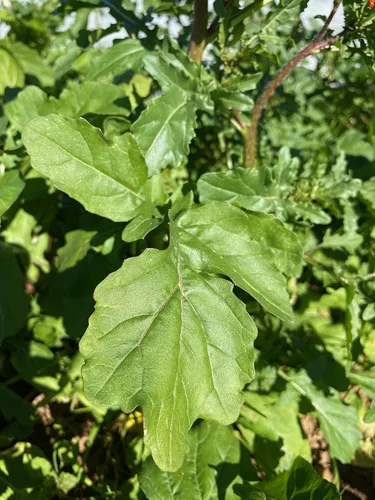 Vista 2 de Plant Good Seed Semillas orgánicas de rúcula Astro para plantar: ensalada picante verde para esporuting, hojas verdes suculentas - Paquete de 600