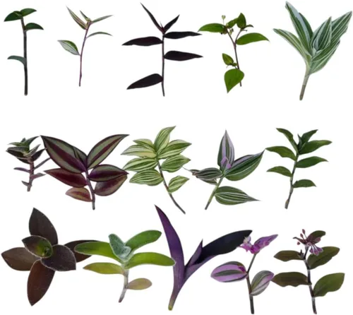 Vista 8 de Esquejes de plantas sin raíz de USKC (3 piezas Tradescantia Flumenisis 'Lavender' sin raíces)
