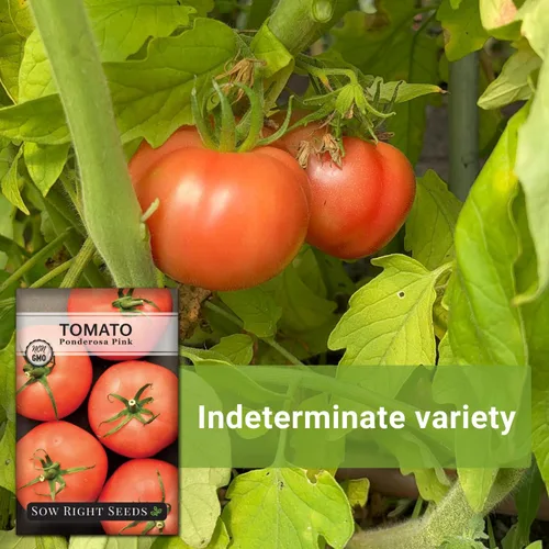 Vista 5 de Sow Right Seeds - Semillas de tomate rosa Ponderosa para plantar - Paquete de reliquia sin OMG con instrucciones para plantar y cultivar un huerto