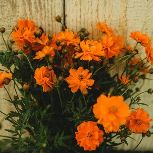Vista 5 de Cosmos de azufre de naranja enana – 250 semillas – Hermosas flores de color naranja brillante, ideal para arreglos, atrae polinizadores semillas