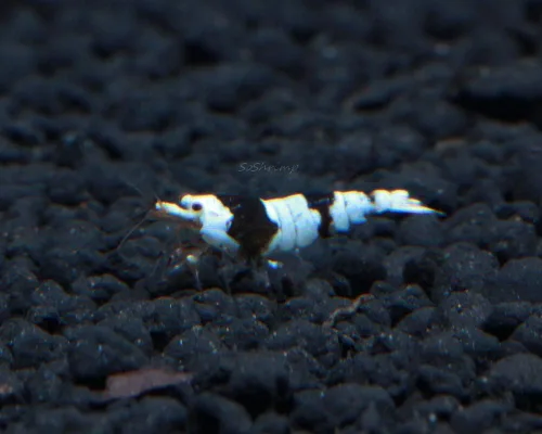 Vista 3 de Camarones vivos para acuario de agua dulce - Caridina (Black King Kong, 5 unidades)
