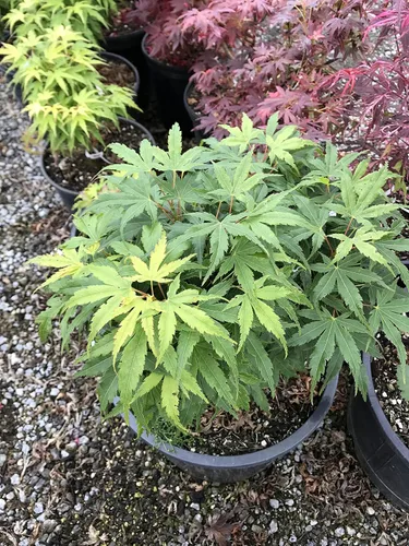 Vista 2 de Tatoo Enano Arce Japonés Planta Viva De 2 Años