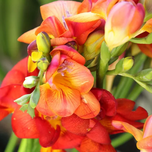 Vista 3 de Easy to Grow Freesia - Paquete de 15 bulbos de flores individuales bicolor – Flores rojas y amarillas fragantes de primavera en el sol, ideal