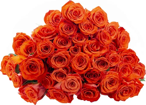 Vista 13 de Blooms2Door - 25 Rosas Rosadas (Fresco - 19.7 in) - Flores Frescas para Cumpleaños, San Valentín y Día de la Madre