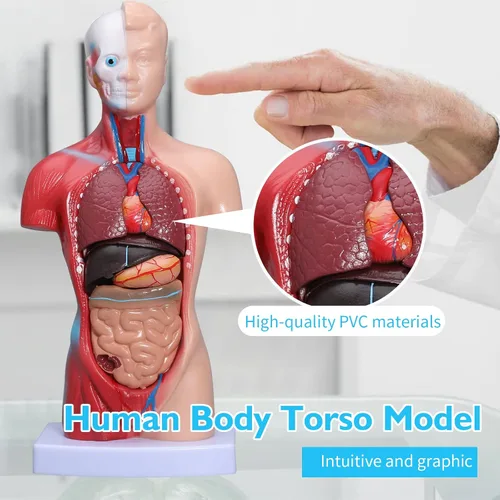 Vista 3 de Modelo de torso de anatomía humana – Juegos de 3 modelos de corazón, torso y esqueleto humano, herramientas educativas para estudiantes