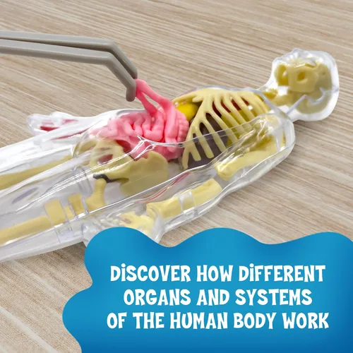 Vista 4 de Thames & Kosmos Ooze Labs: Cuerpo Humano Visible con Órganos Apretujables