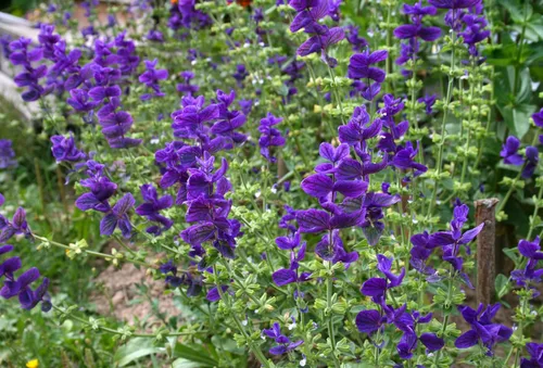 Vista 4 de Clary Sage Blue Monday 500 Seeds (Salvia horminum) Heirloom - Open Pollinated
